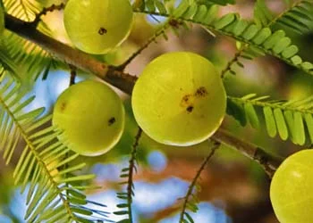 Mitolyn Amla Indian Gooseberry